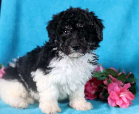 Curly black and white Bichpoo posing happily for the camera.