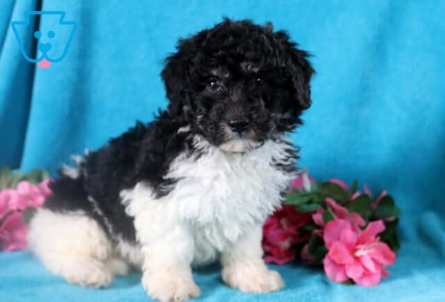 Curly black and white Bichpoo posing happily for the camera. image