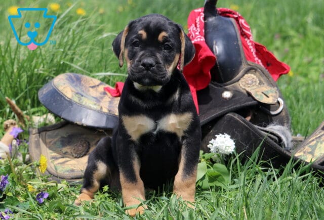 Macho Boxador image
