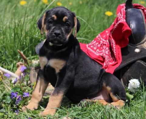 Macho Boxador2