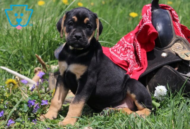 Macho Boxador2 image