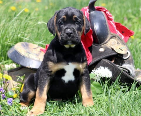 Maddox Boxador