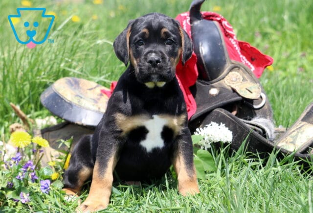 Maddox Boxador image
