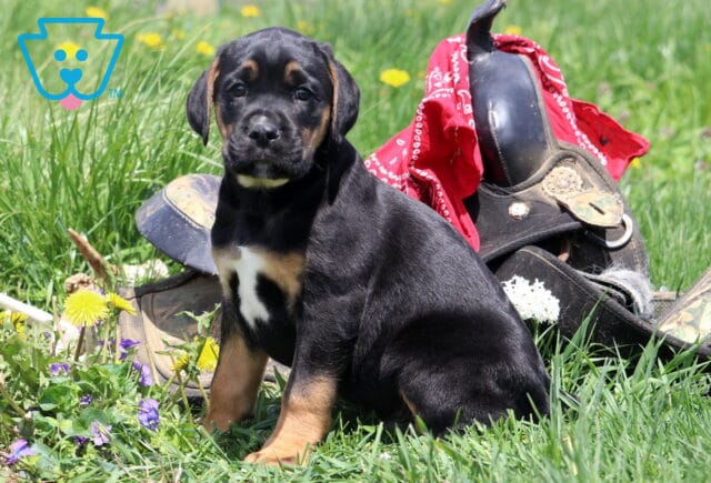 Maddox Boxador2 image