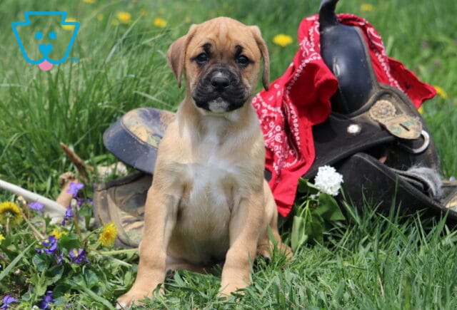 Major Boxador image