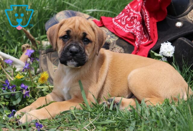 Major Boxador2 image