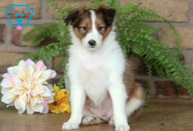 Sheltie puppy with a soft sable and white coat sitting upright in front of pastel flowers and green ferns, backed by a rustic brick wall. image