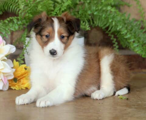 Fluffy sable and white Sheltie puppy laying down on a smooth floor with its head slightly tilted, surrounded by soft flowers and greenery in front of a brick wall.