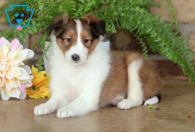 Fluffy sable and white Sheltie puppy laying down on a smooth floor with its head slightly tilted, surrounded by soft flowers and greenery in front of a brick wall. image