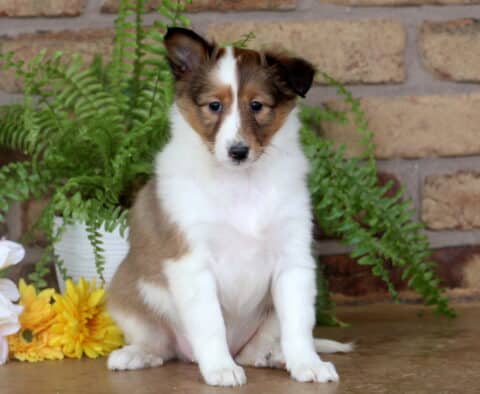 Bright-eyed sable and white Sheltie puppy sitting tall on a smooth surface with ferns and pastel flowers arranged in front of a warm brick wall.