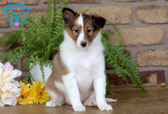 Bright-eyed sable and white Sheltie puppy sitting tall on a smooth surface with ferns and pastel flowers arranged in front of a warm brick wall. image