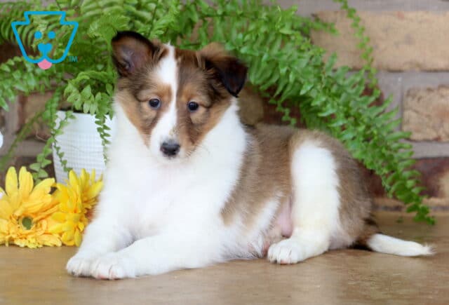 Gentle sable and white Sheltie puppy lying on a smooth floor, with a calm expression and surrounded by yellow flowers and potted green ferns against a brick wall. image