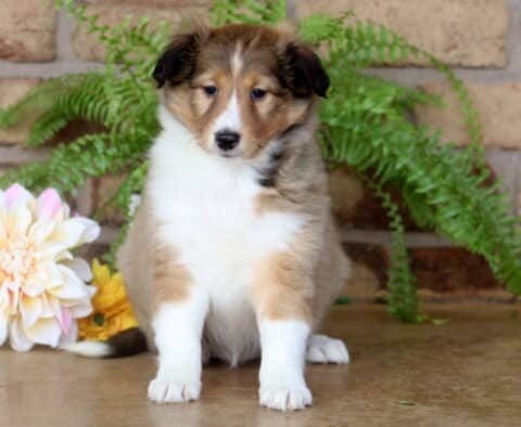 Sweet-faced Sheltie puppy with a sable coat and white legs sitting upright on a smooth floor, framed by soft cream flowers and lush greens in front of a brick wall.