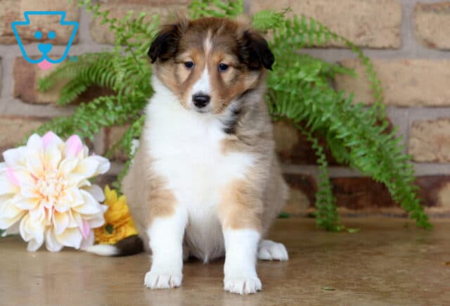 Sweet-faced Sheltie puppy with a sable coat and white legs sitting upright on a smooth floor, framed by soft cream flowers and lush greens in front of a brick wall. image