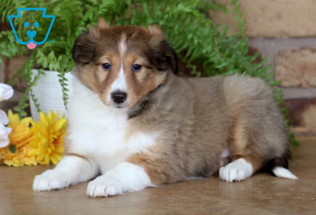 Adorable sable Shetland Sheepdog puppy with white markings laying down in front of yellow flowers and greens, resting comfortably against a brick wall backdrop. image
