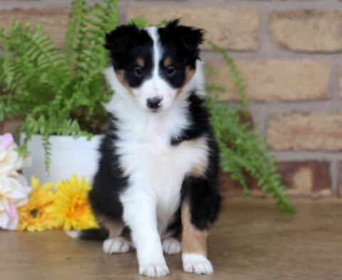 Tri-color Sheltie puppy with a white chest and tan markings sitting in front of a brick wall and yellow flowers.