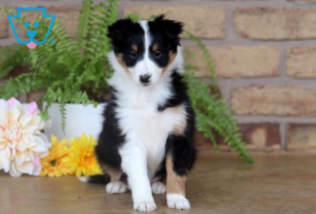 Tri-color Sheltie puppy with a white chest and tan markings sitting in front of a brick wall and yellow flowers. image
