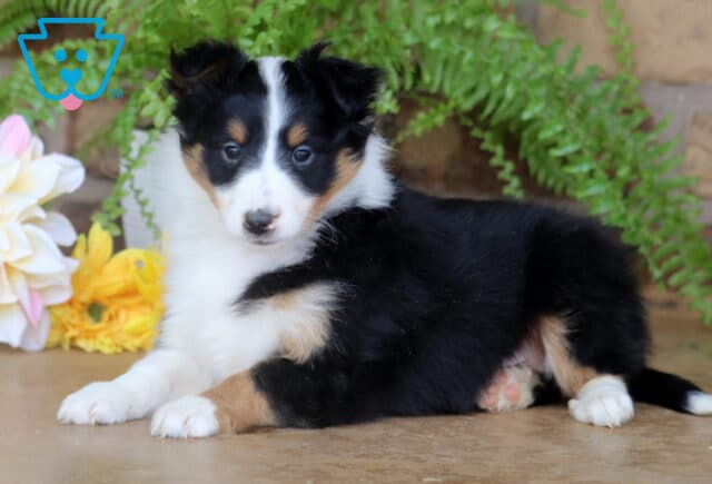 Playful Sheltie puppy with a black, white, and tan coat lying down on a surface, looking at the camera with soft flowers and ferns behind it. image