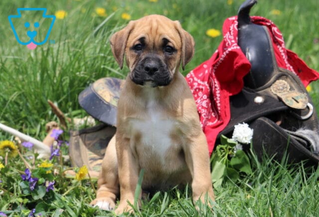 Mason Boxador image