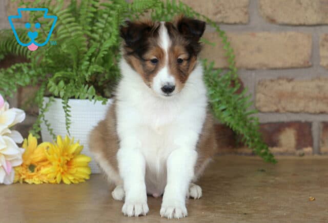 Sable and white Sheltie puppy sitting quietly on a stone floor with yellow flowers and lush green ferns in the background against a brick wall. image