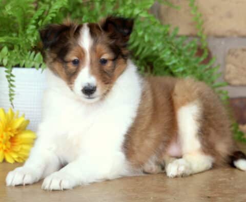 Relaxed sable and white Sheltie puppy lying down on a smooth surface, surrounded by yellow flowers and green ferns with a brick wall in the background.