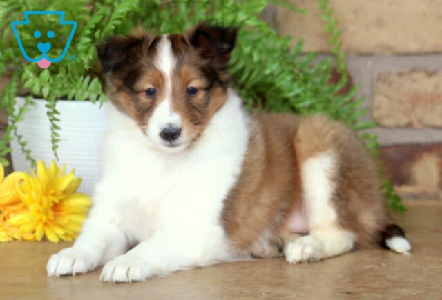 Relaxed sable and white Sheltie puppy lying down on a smooth surface, surrounded by yellow flowers and green ferns with a brick wall in the background. image