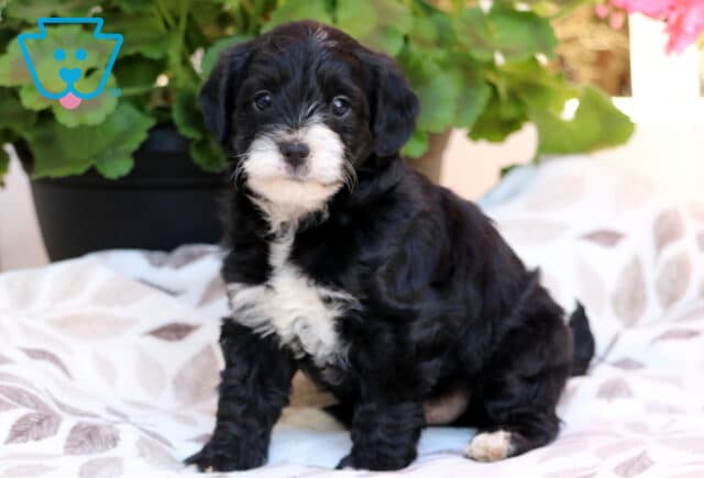 Maxwell Yorkiepoo image
