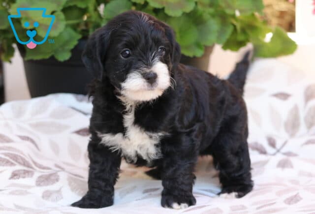Maxwell Yorkiepoo2 image