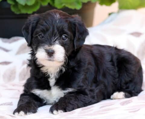 Maxwell Yorkiepoo3