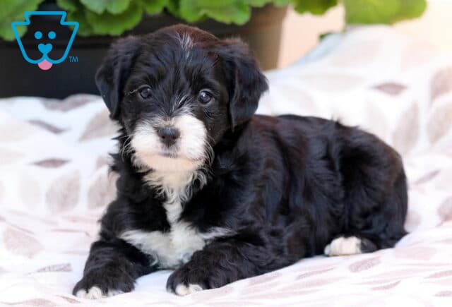 Maxwell Yorkiepoo3 image