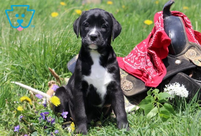 Maxy Boxador image