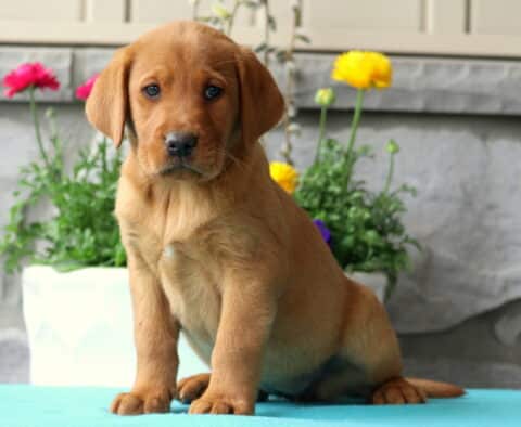 Maxy Lab