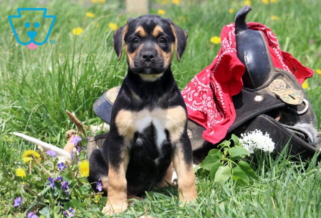 Meadow Boxador image