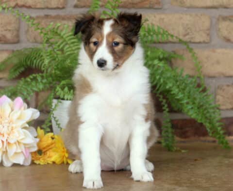 Sable and white Shetland Sheepdog sitting with a proud posture on a smooth surface, framed by pastel flowers and vibrant green ferns against a brick backdrop.