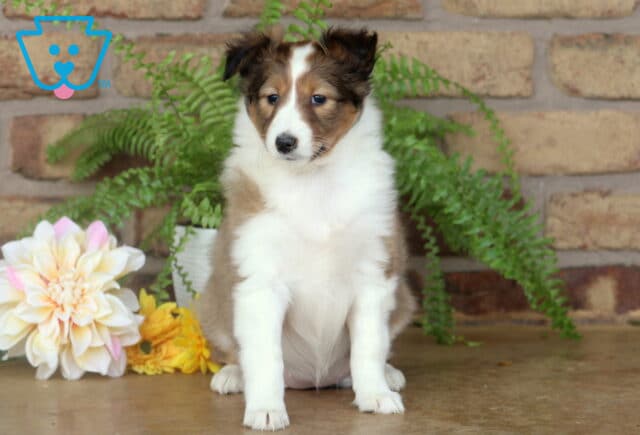 Sable and white Shetland Sheepdog sitting with a proud posture on a smooth surface, framed by pastel flowers and vibrant green ferns against a brick backdrop. image