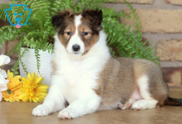 Charming sable and white Sheltie puppy lounging on a smooth floor with its paws crossed, surrounded by soft yellow flowers and greenery against a brick wall. image