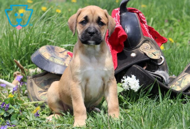Meatball Boxador image