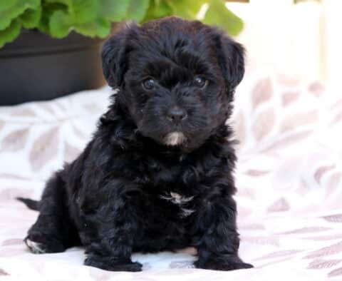 Milly Yorkiepoo