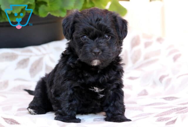 Milly Yorkiepoo image