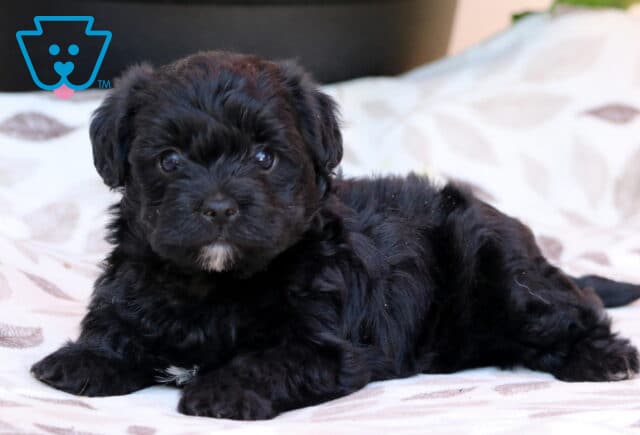Milly Yorkiepoo2 image