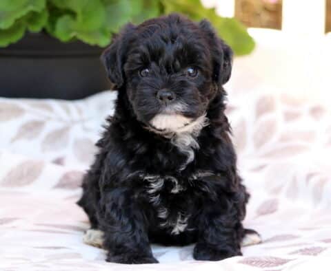 Mindy Yorkiepoo