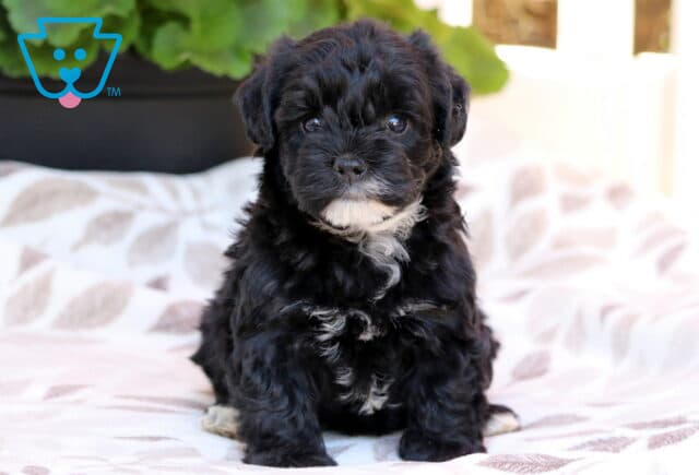 Mindy Yorkiepoo image