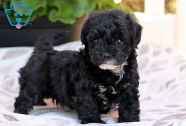 Mindy Yorkiepoo2 image