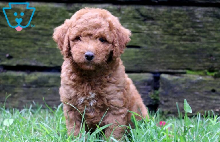 Mini-Labradoodle Puppy