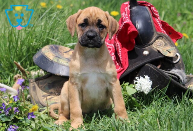 Mitzi Boxador image