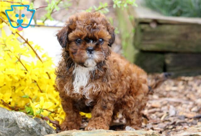 Necco Shihpoo image