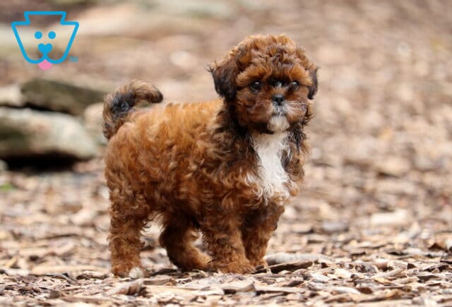 Necco Shihpoo2 image