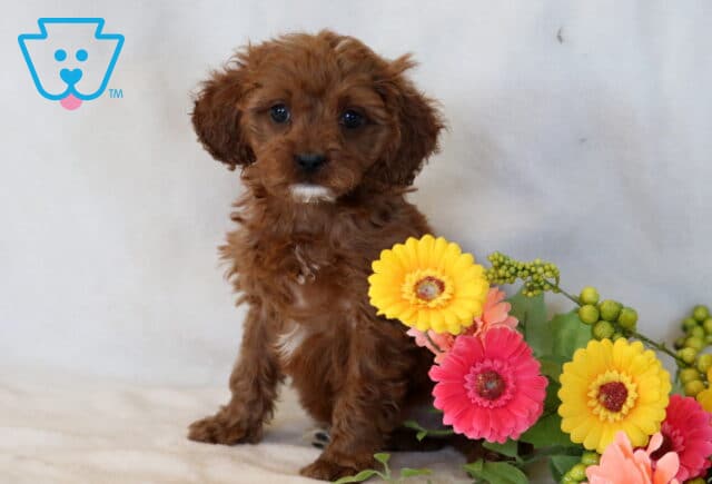 Olena Cavapoo image