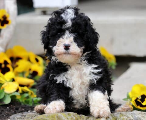 Oreo Mini Poodle