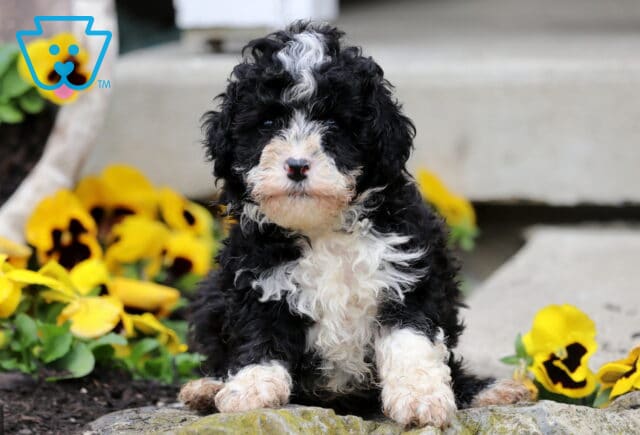 Oreo Mini Poodle image